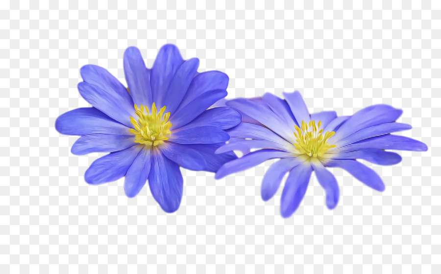 Fleurs Violettes，Fleurir PNG