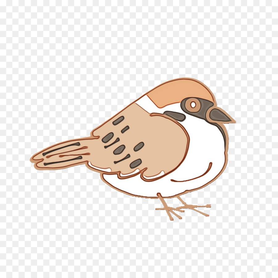 Oiseau Coloré，Plumes PNG