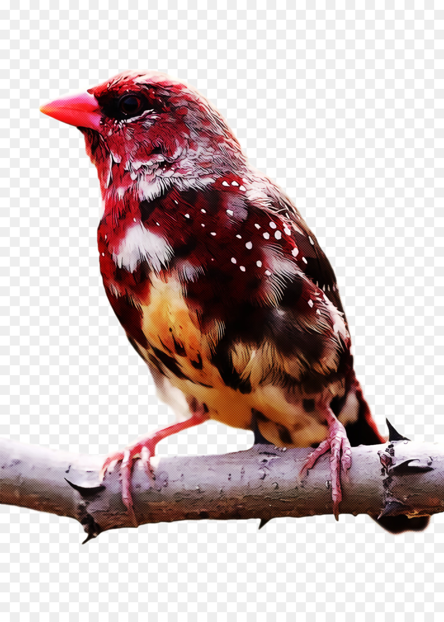 Les Oiseaux，écologique PNG