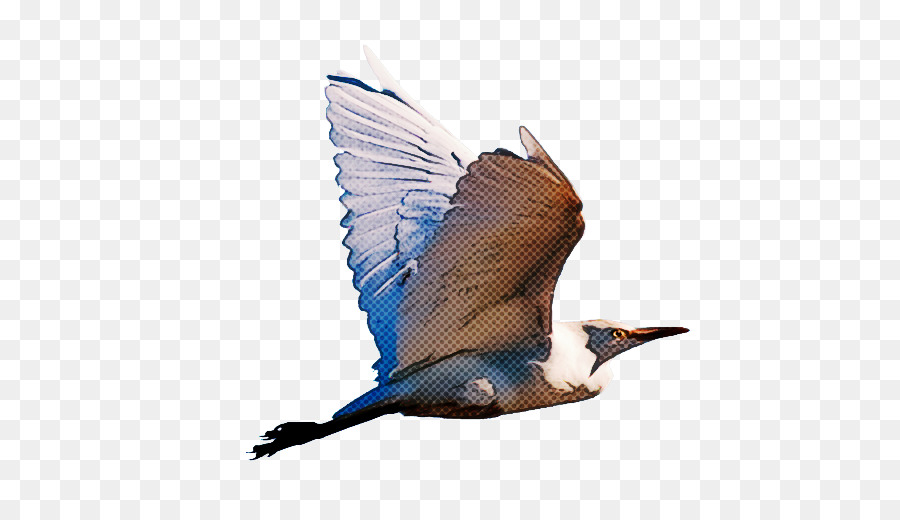 Oiseau Volant，Blanc PNG