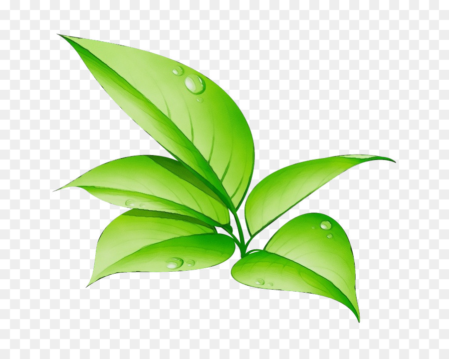 Plantes，Murale Murale PNG