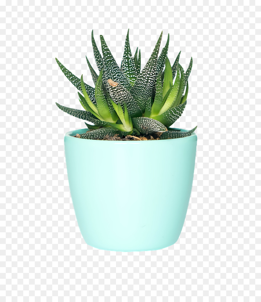 Plante Succulente，Pot PNG