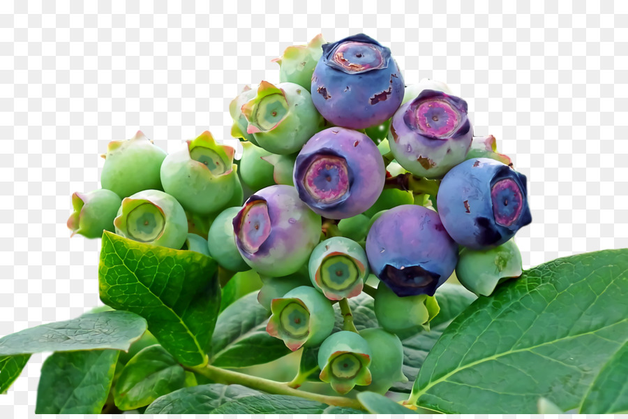 Les Fleurs Coupées，Bleuets PNG