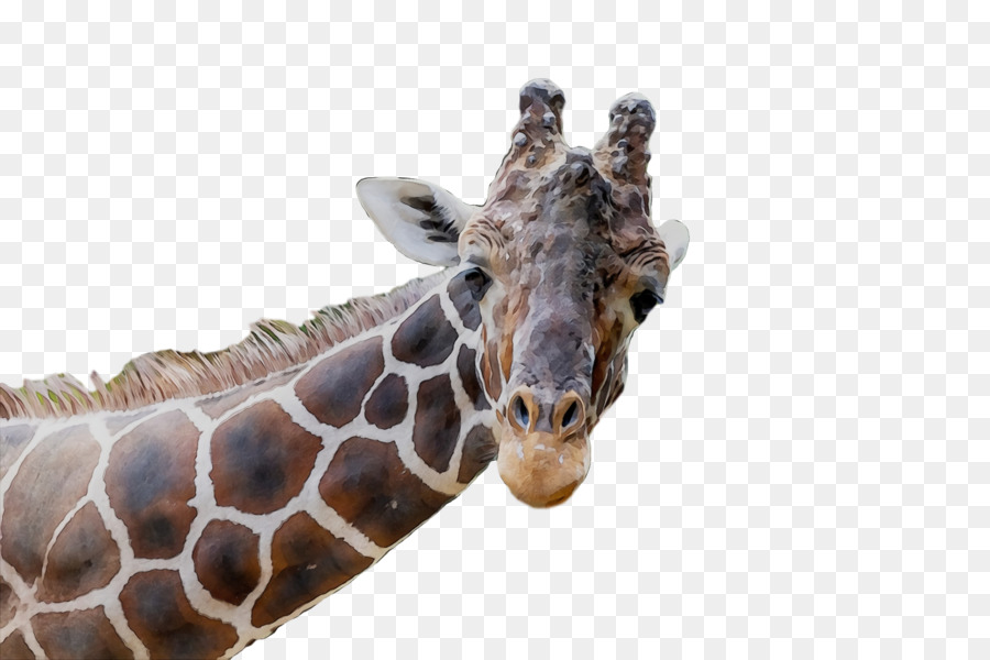 Girafe，Museau PNG