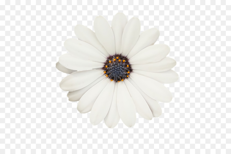 Oxeye Daisy，Marguerite Transvaale PNG