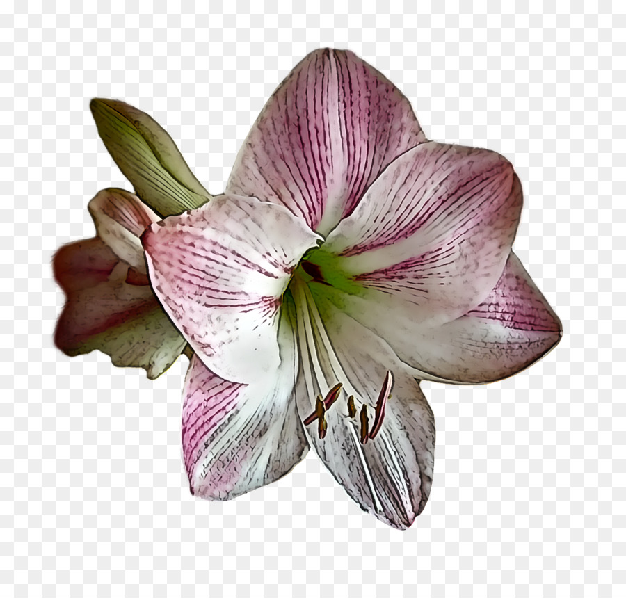 Fleur Colorée，Fleurir PNG