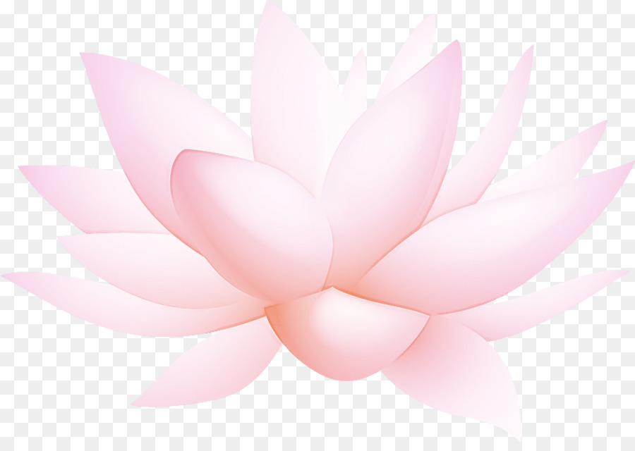 Fleurs De Lotus，Rose PNG