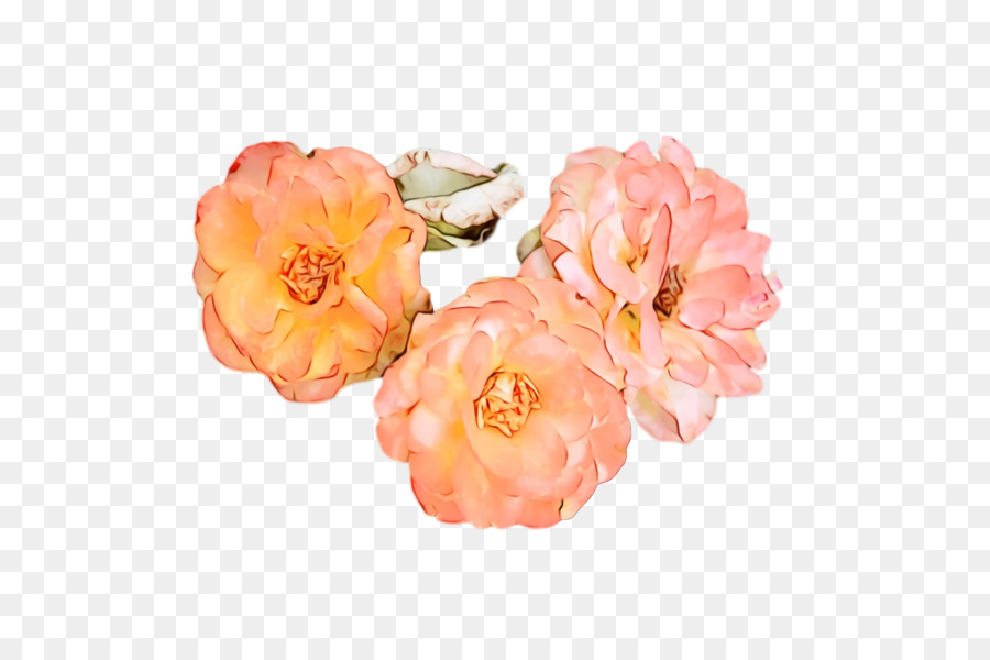 Les Roses De Jardin，Les Fleurs Coupées PNG