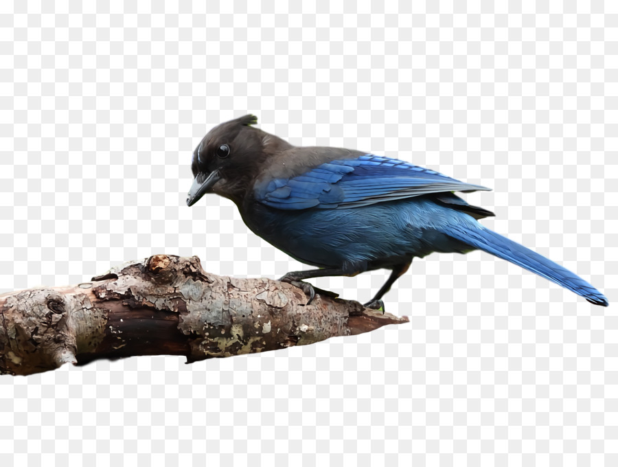 Oiseau Bleu，Plumes PNG