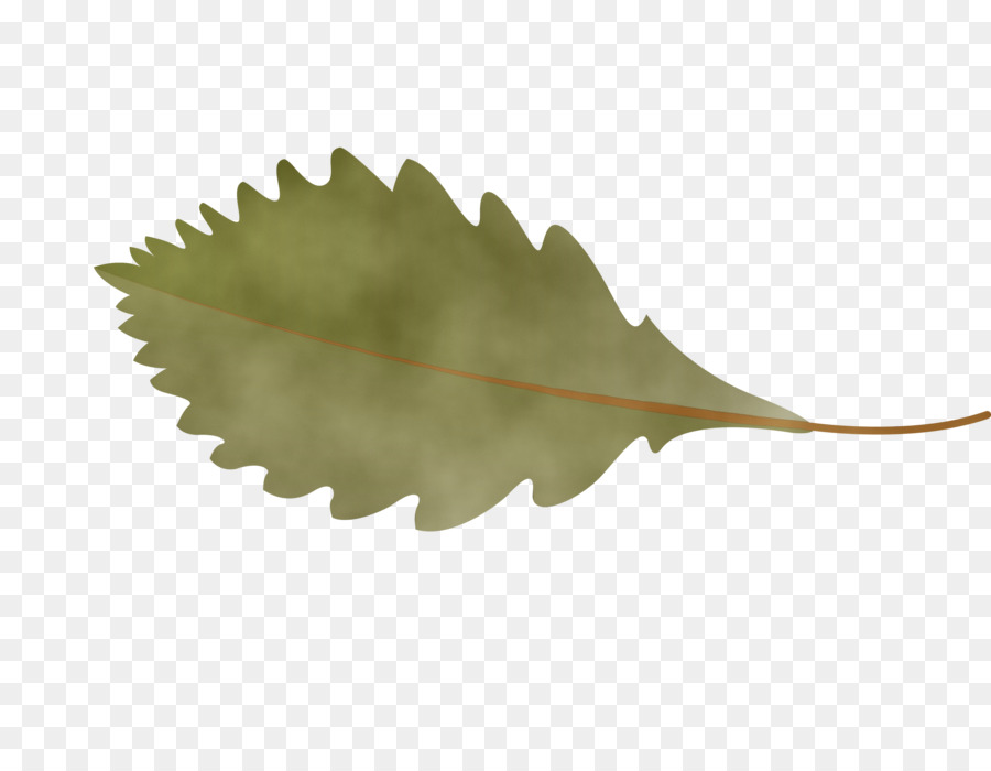 Feuille，Plantes PNG