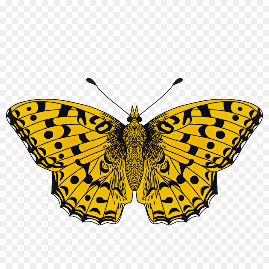 Papillon Jaune，Insecte PNG