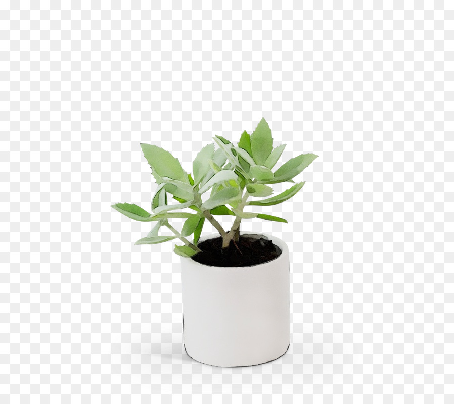 Flowerpot，Plantations PNG