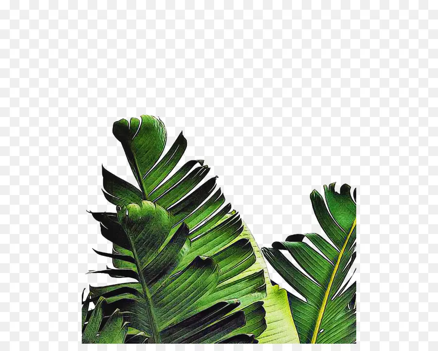 Feuille，Palmiers PNG