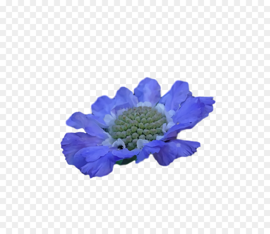 Anémone，Chrysanthème PNG