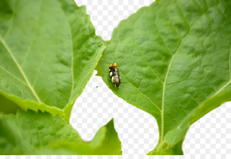 Insecte Sur Feuille，Vert PNG