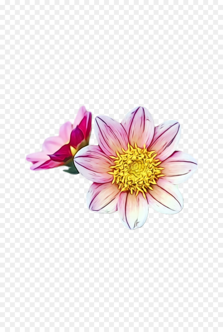 Dahlia，Chrysanthème PNG