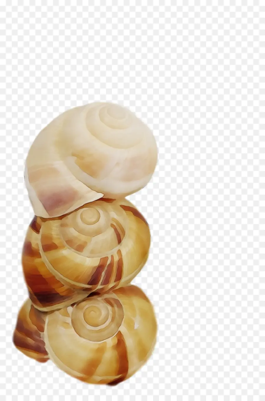 Escargots，Conchology PNG