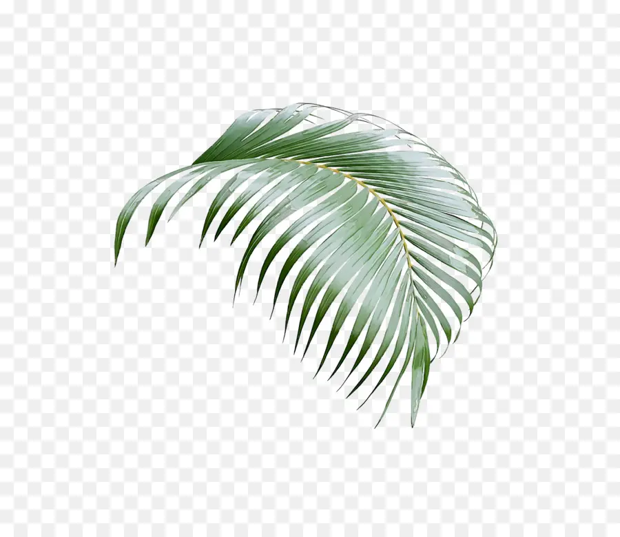 Les Palmiers，Feuille PNG