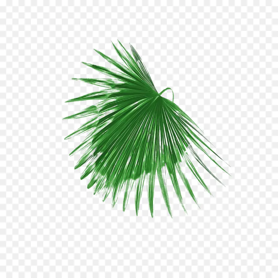 Palme，Vert PNG