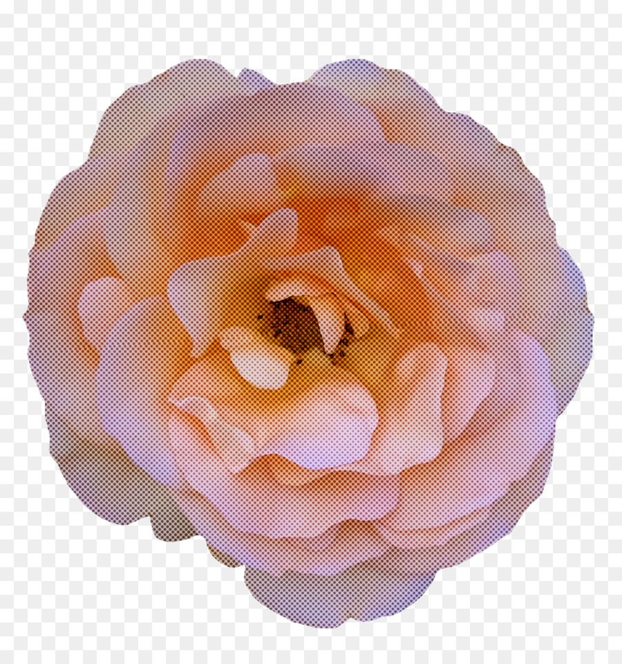 Rose Du Chou，Roses De Jardin PNG