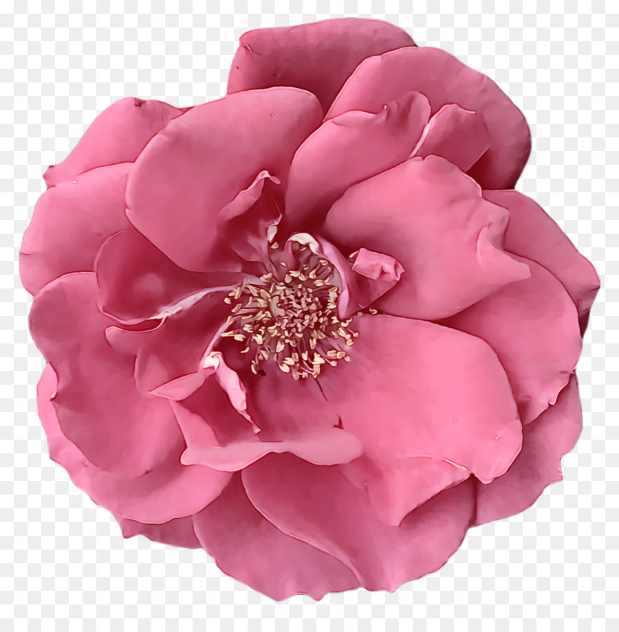 Les Roses De Jardin，Chou Rose PNG