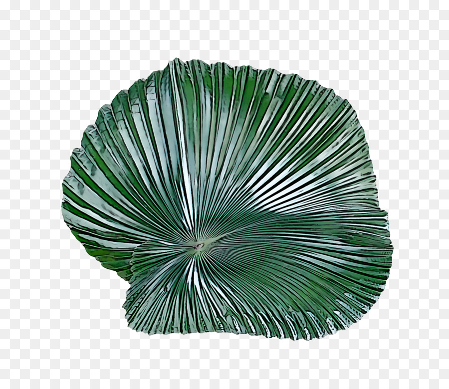 Palme，Tropical PNG