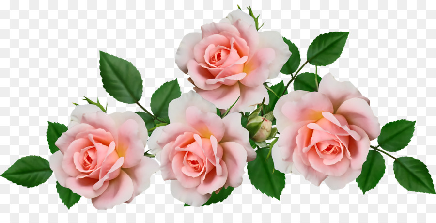 Les Roses De Jardin，Fleur PNG