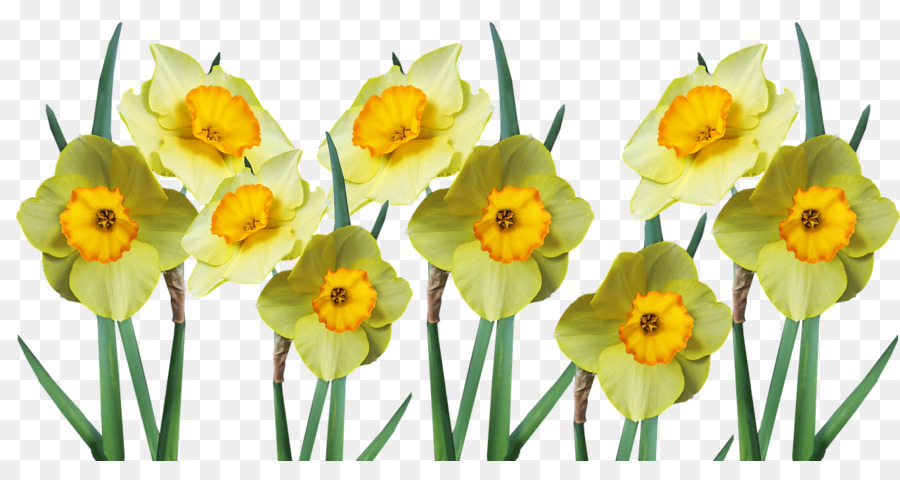 Fleurs Jaunes，Jonquilles PNG