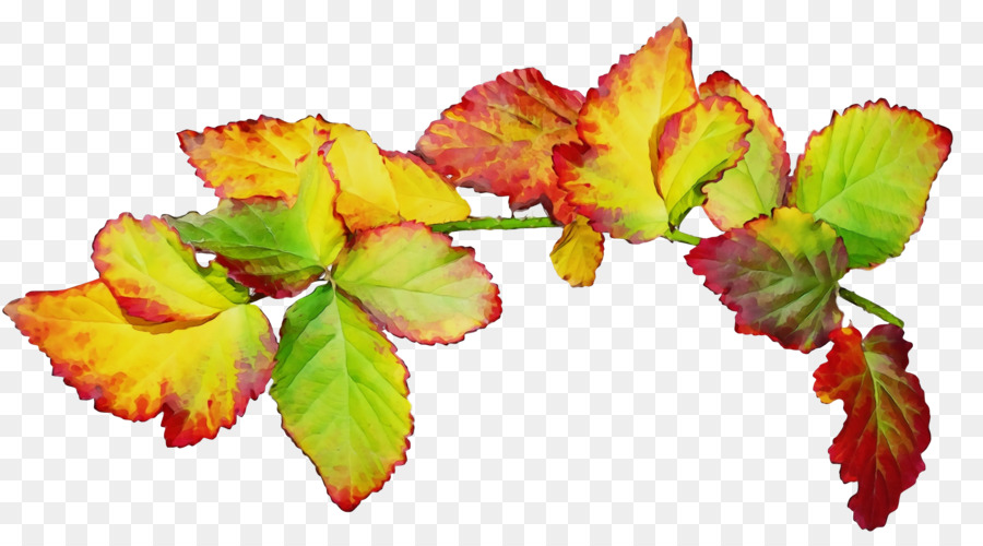 Tige De La Plante，Feuille PNG