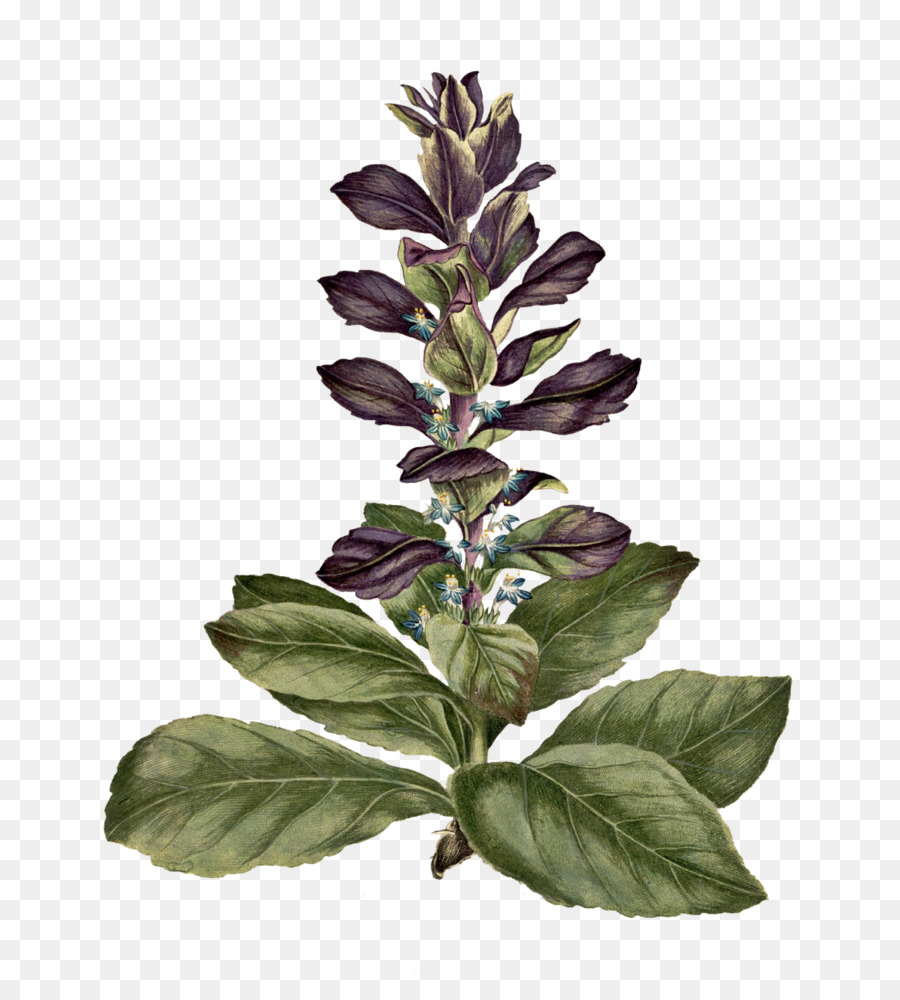 Tige De La Plante，Basilic PNG