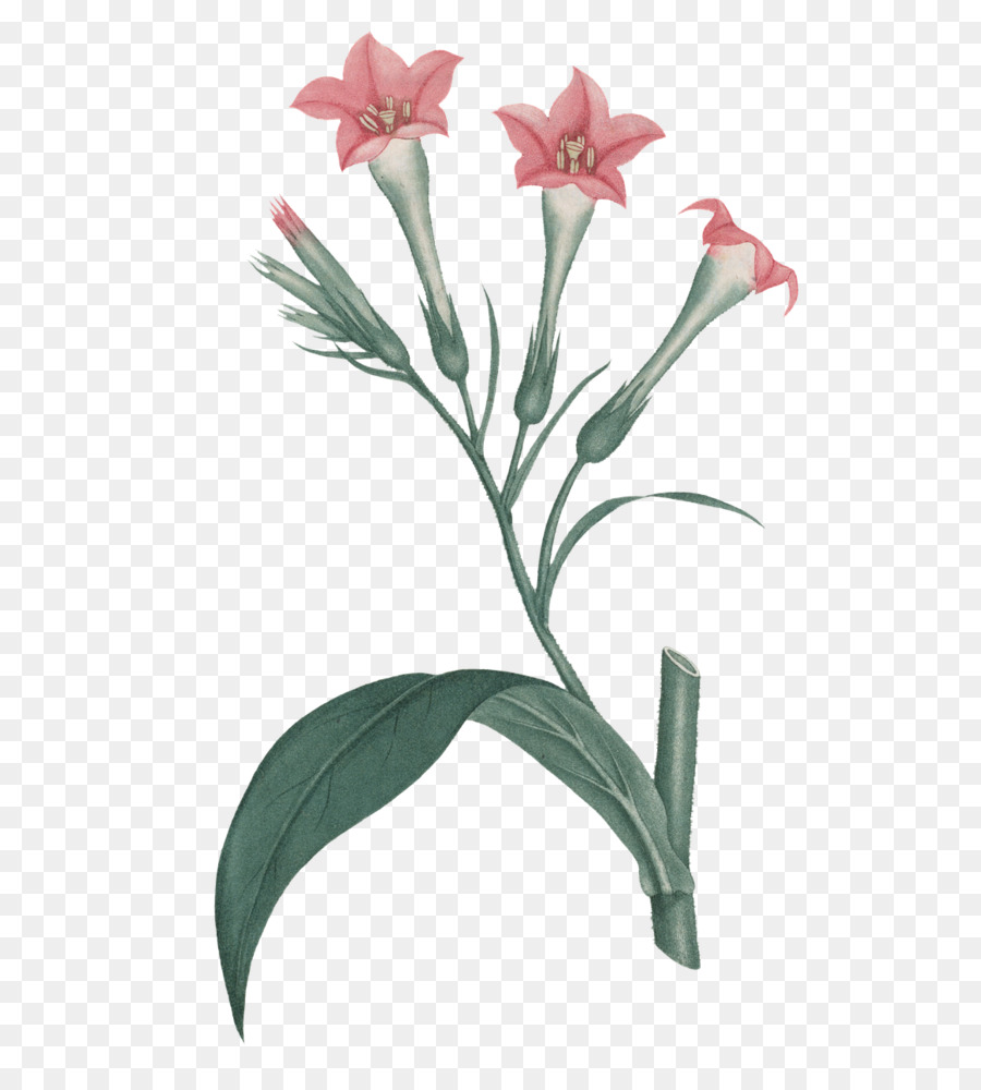Design Floral，Tige De La Plante PNG
