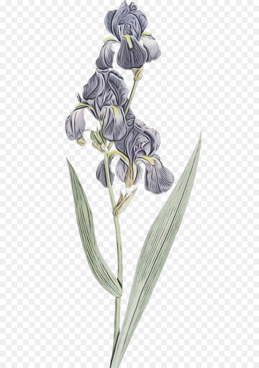 Iris Violet，Usine PNG