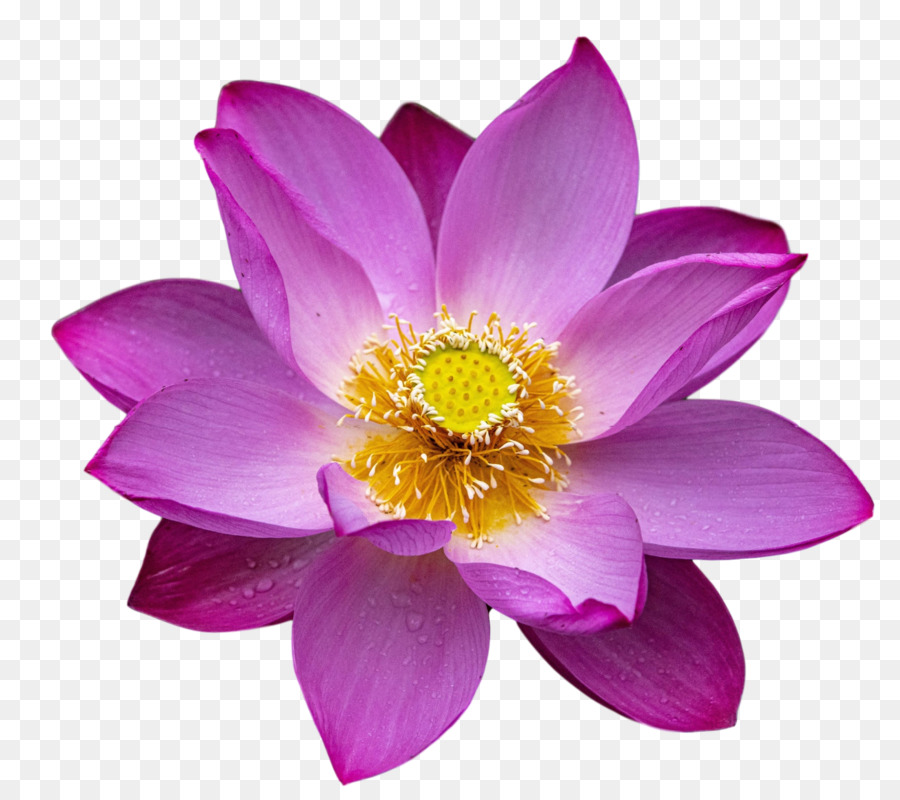 Lotus Rose，Floraison PNG