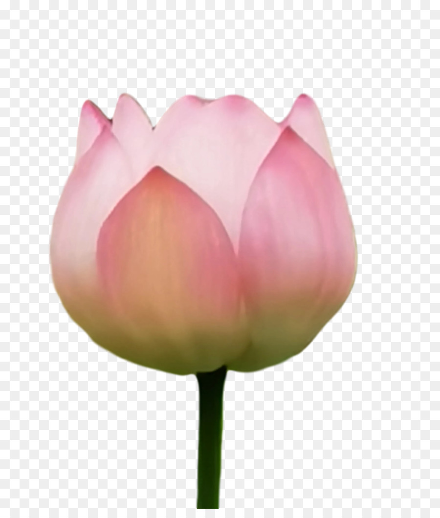 Lotus Sacré，Tige De La Plante PNG