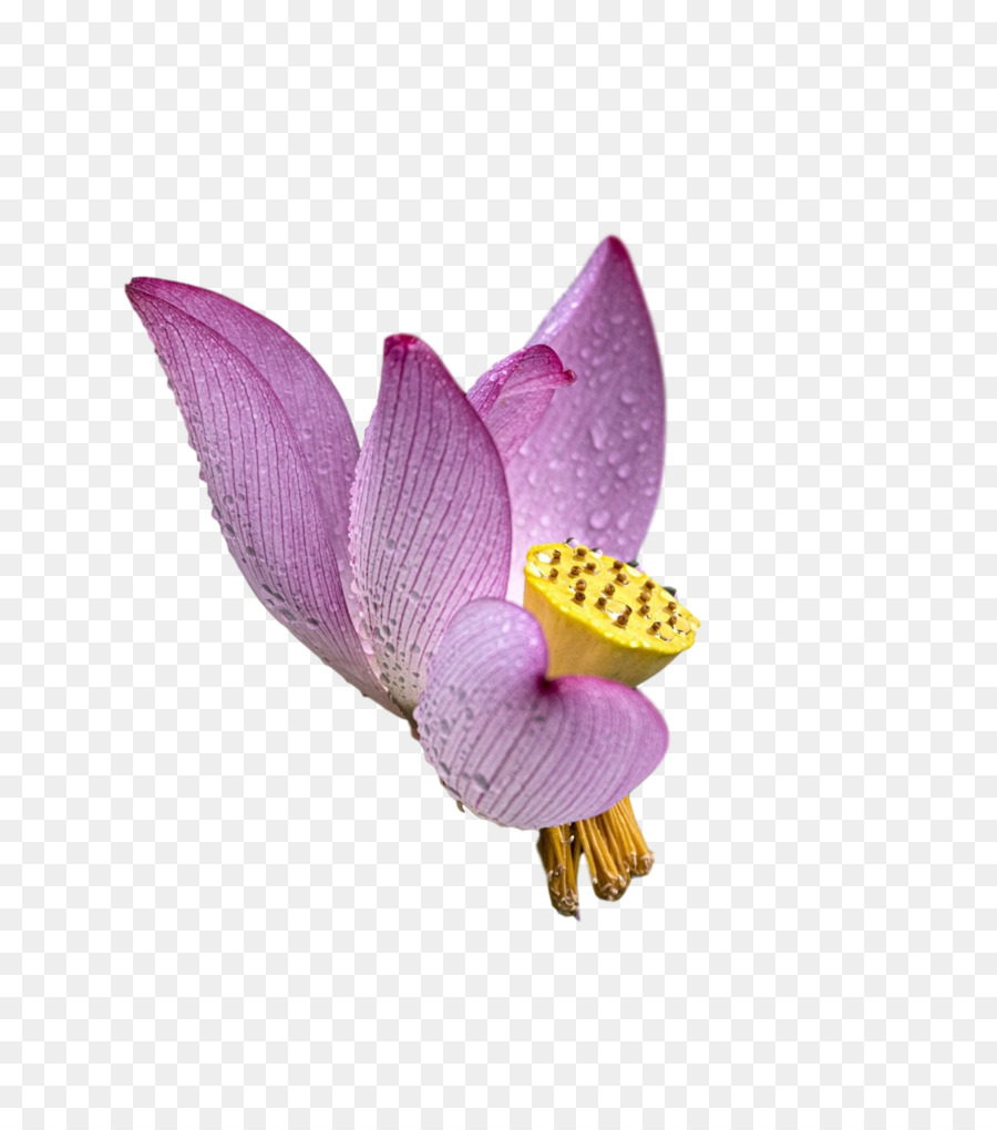 Teigne Des Orchidées，Violet PNG