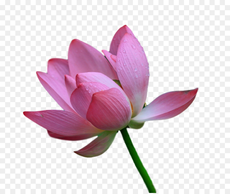 Lotus Sacré，Tige De La Plante PNG