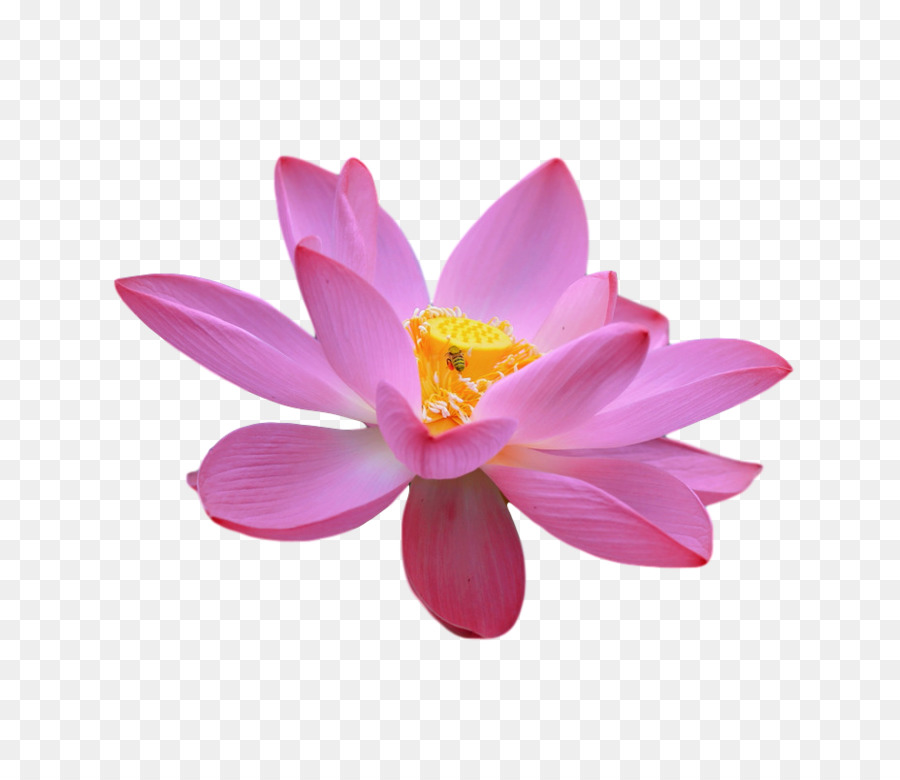 Lotus Sacré，Lotus PNG