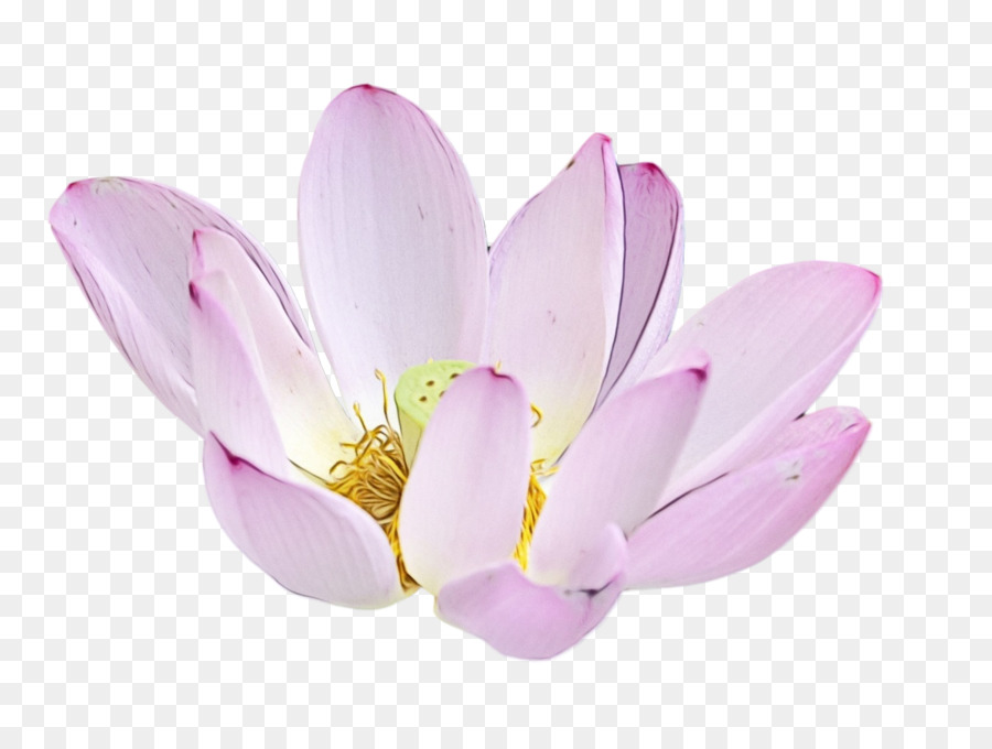 Les Plantes，Lotus Sacré PNG