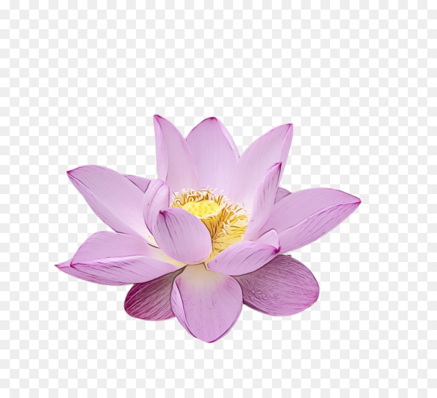 Lotus Sacré，Violet PNG