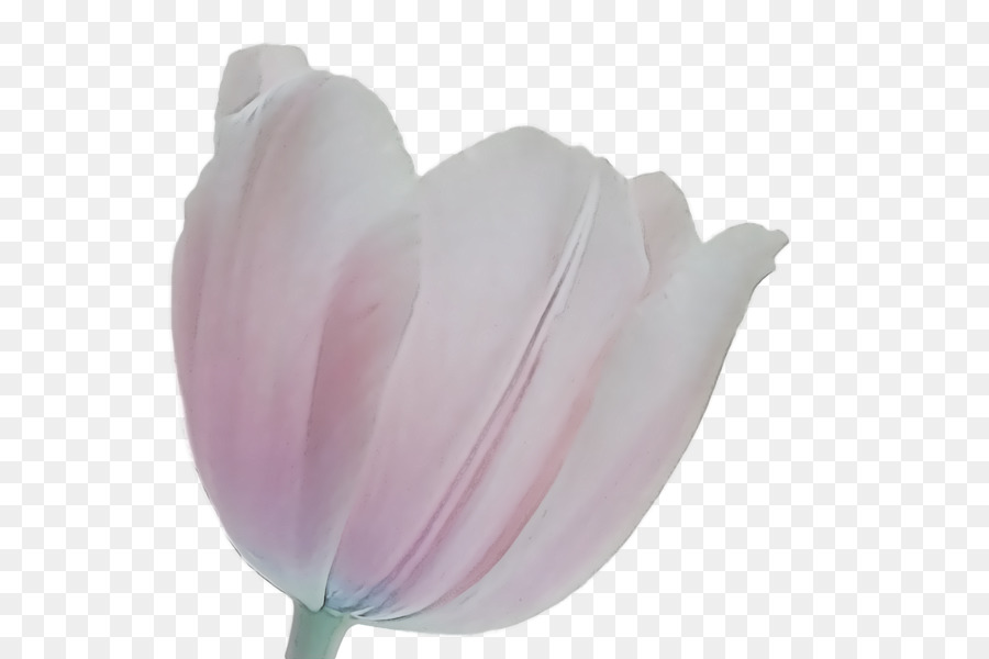 Tulip，Pétale PNG
