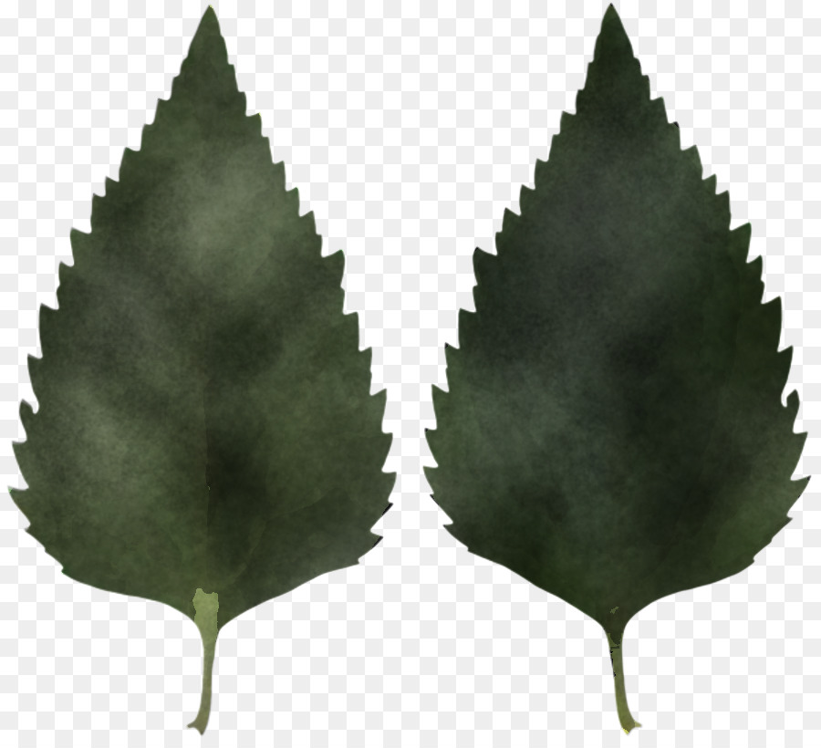 Feuilles De Lierre，Vert PNG