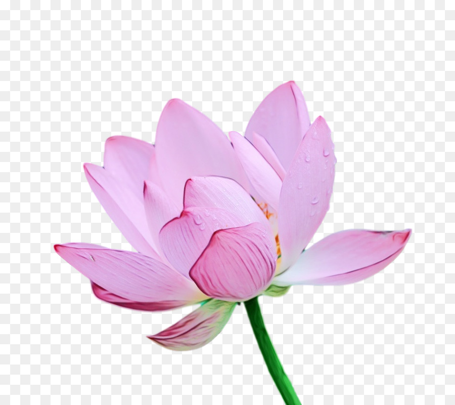 Lotus Rose，Floraison PNG