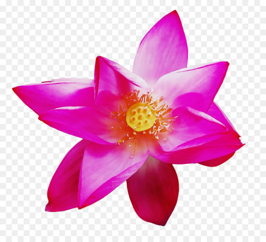 Lotus Sacré，Lotus PNG