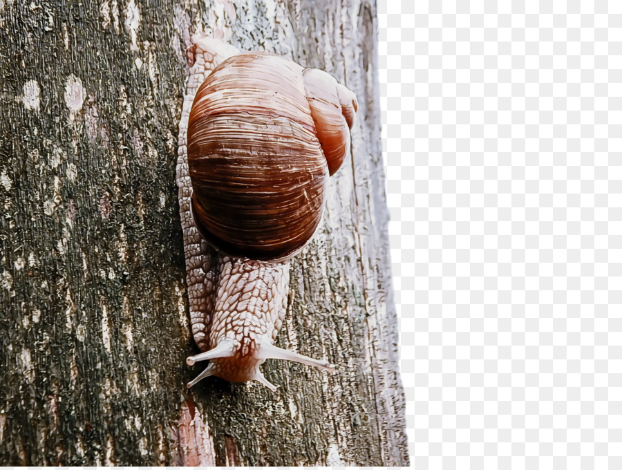 Escargot，Nature PNG