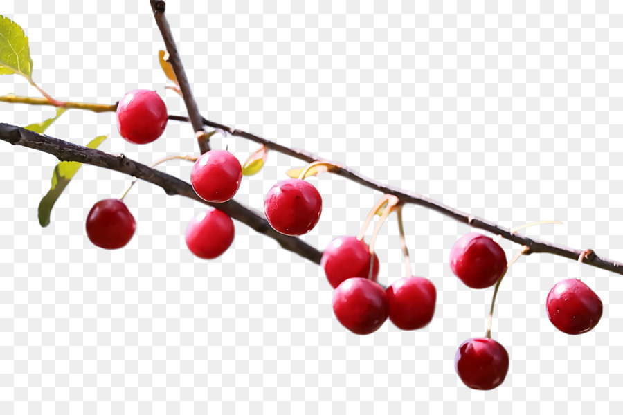 Cerise，Berry PNG