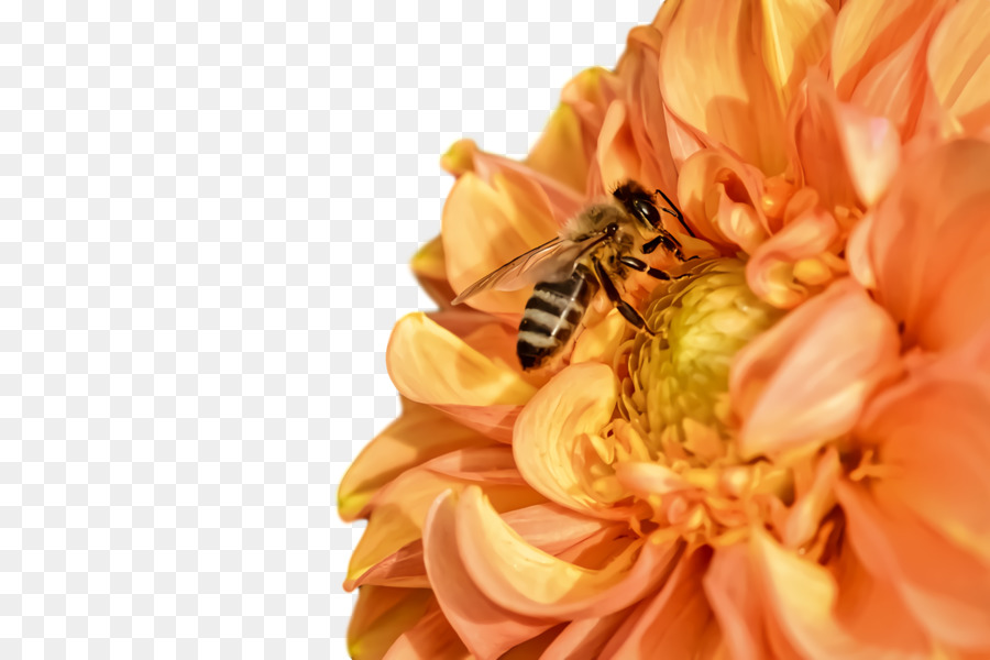 L'abeille à Miel，Dahlia PNG