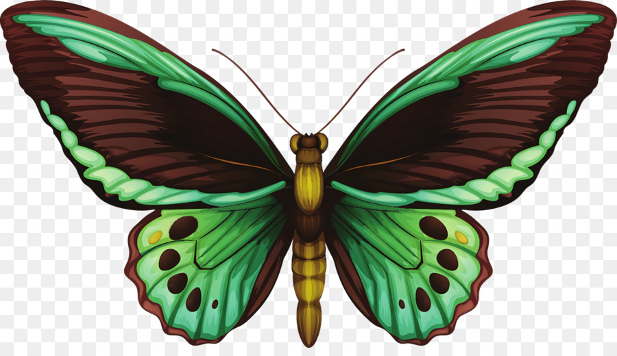 Les Papillons，Ornithoptera Priam PNG