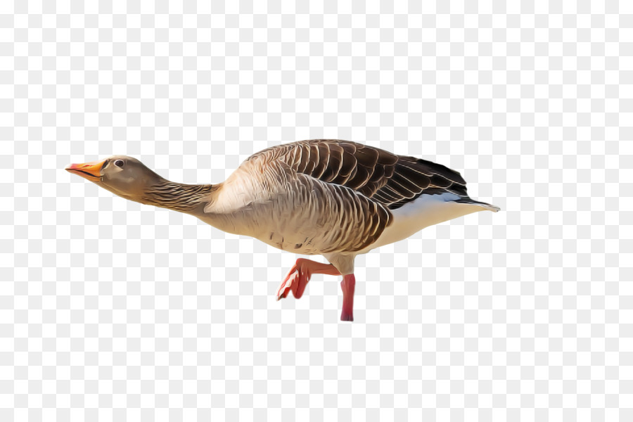 Oie，Oiseau PNG