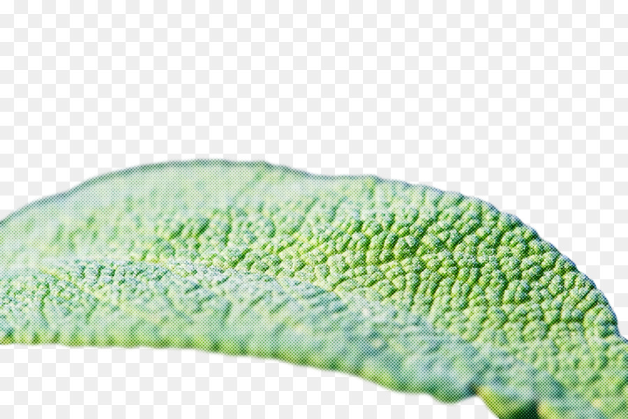 Feuille Verte，Usine PNG