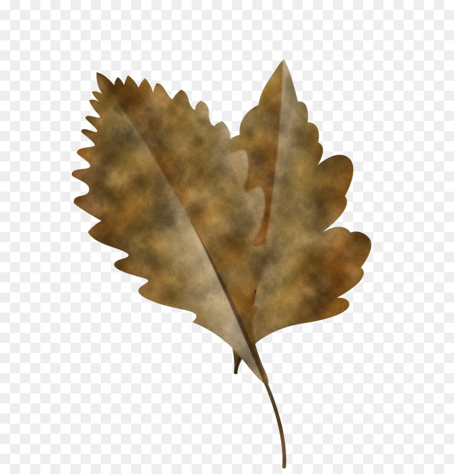 Feuille，Usine PNG